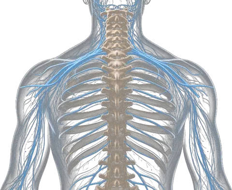 Columna vertebral y sistema nervioso
