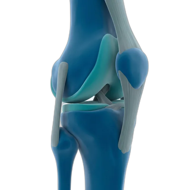Articulación de la rodilla